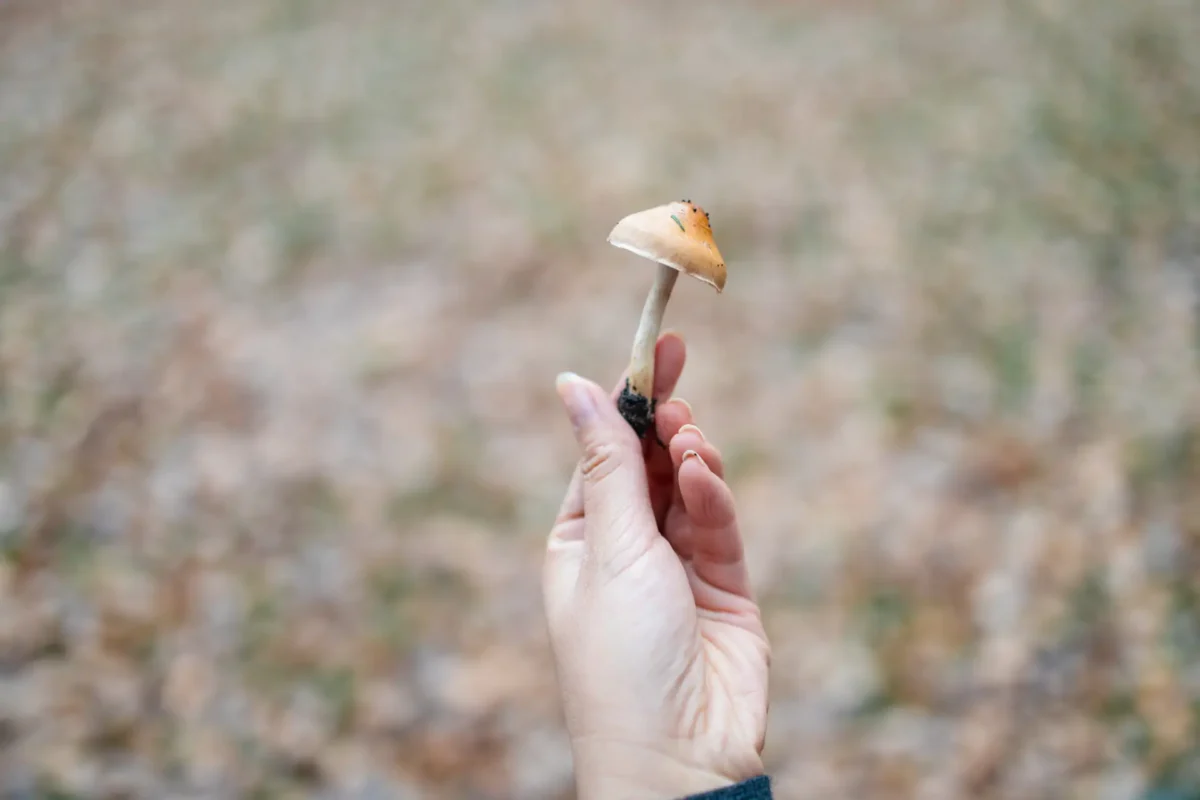 Shroom High Last