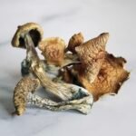 Gold Cap Mushrooms