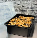 Complete Large 66Q Monotub Bulk Spawn Growing & Casing Kit - Image 6