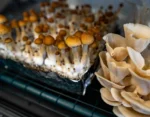 The Mushroom Ecosphere 3.0 - Image 3