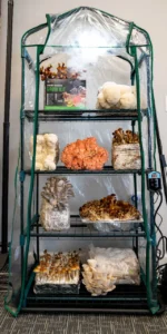 The Mushroom Ecosphere 3.0 - Image 6