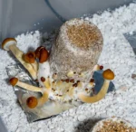 Mega Mushroom Growing & Incubator Kit - Image 3