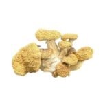 Blue Magnolia Rust Magic Mushrooms
