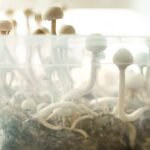 Tidal Wave Ape Mushroom Grow Bag