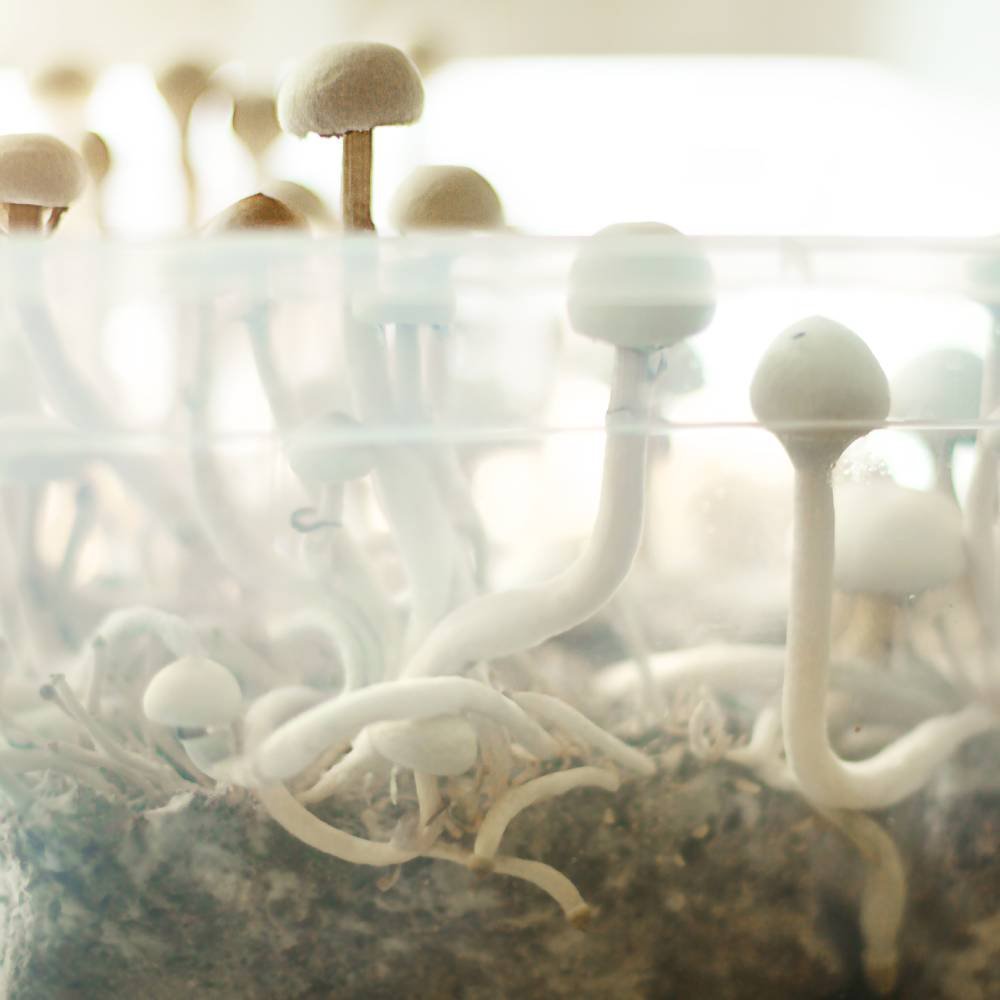 tidal-wave-grow-kit.jpg Tidal Wave Ape Mushroom Grow Bag - Image 1